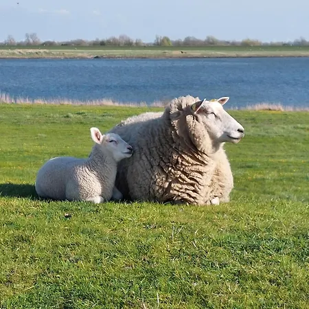 Haus Sonnenblume בית נופש Oldenswort