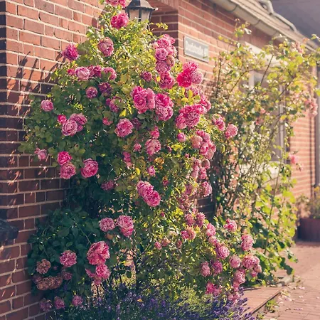 Haus Sonnenblume Oldenswort